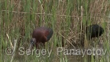 Video of Glossy Ibis - Glossy Ibis in spring lake of Bulgaria